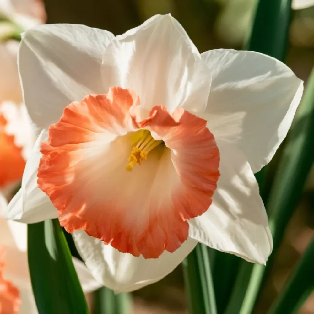 Narcis Pink Charm (ružičasti)