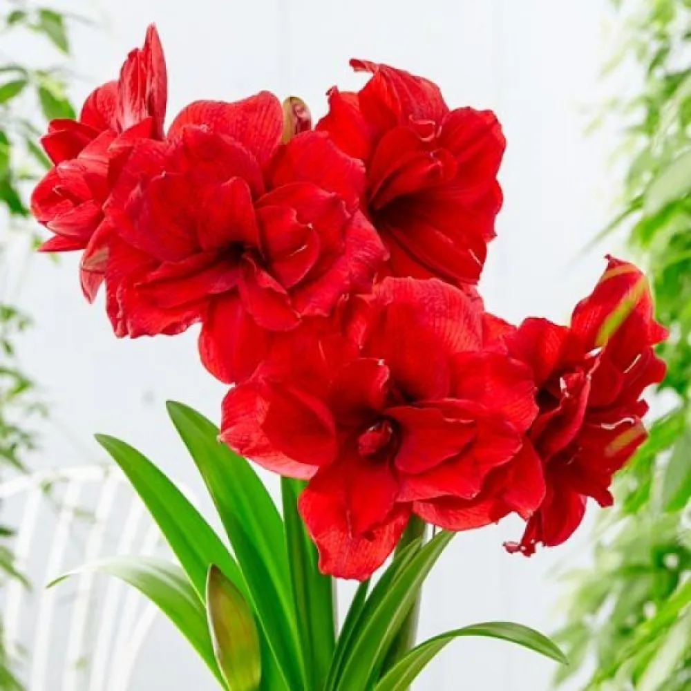 Amarilis Amarantia (crveni)