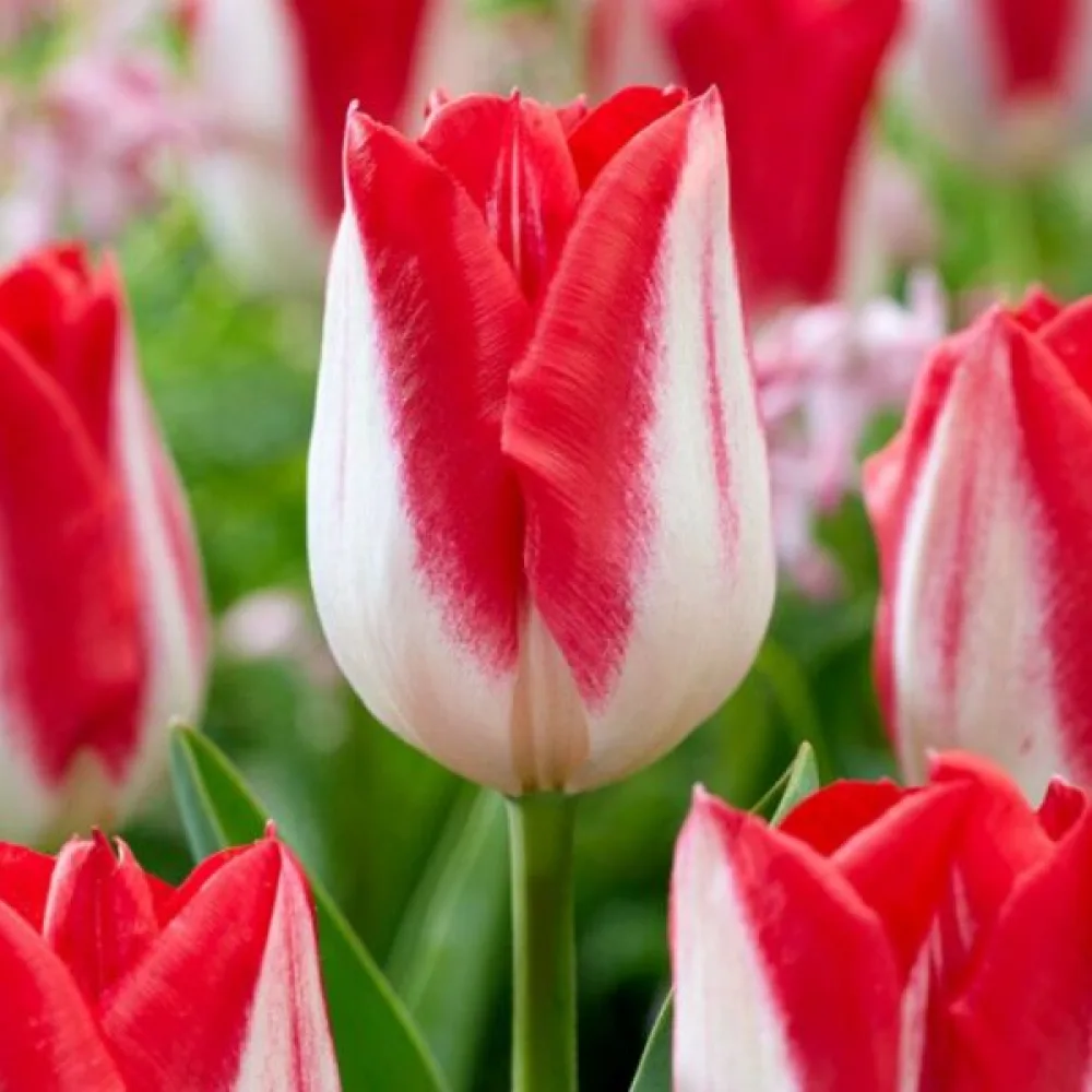 Tulipan Kissable (ljubičasti)