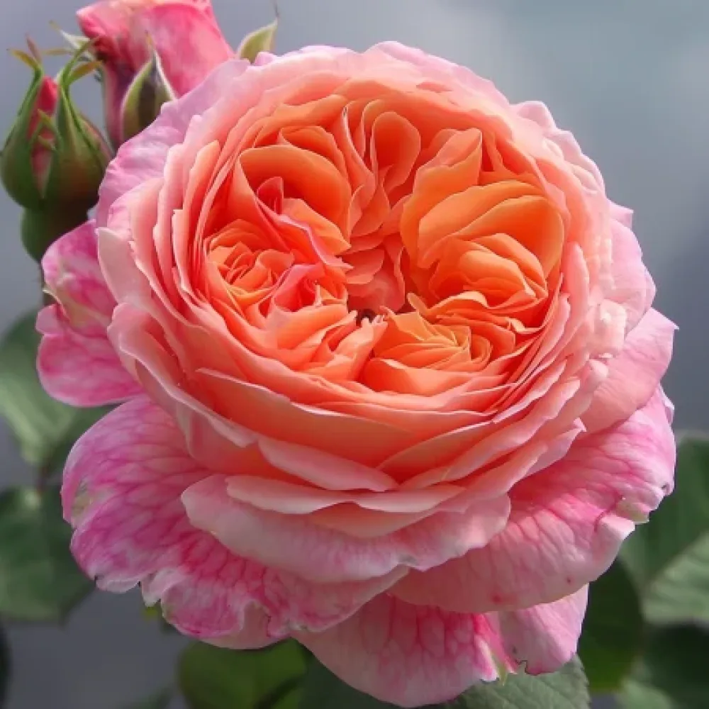 Ruža Biserna rosa - golog korijena