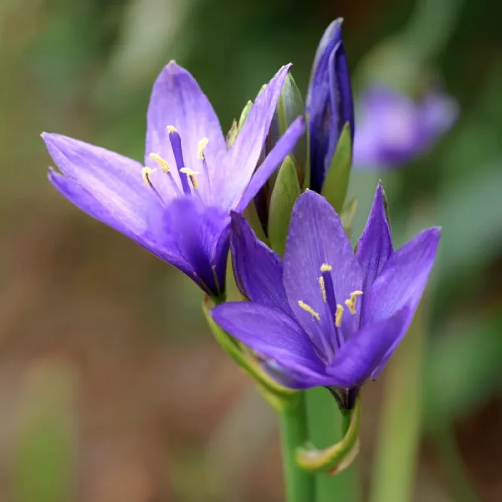 Iksiolirion Tataricum Pallasii (ljubičasti)
