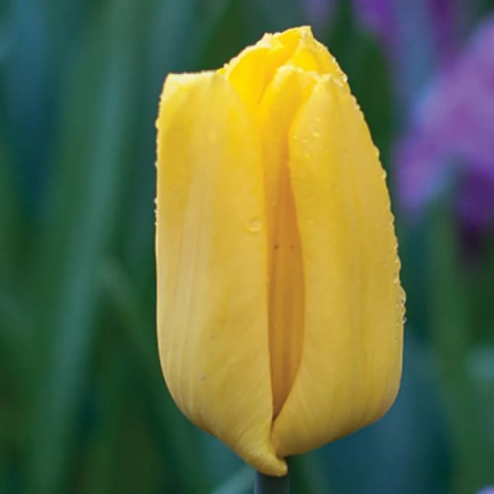 Tulipan Strong Gold (zlatni)