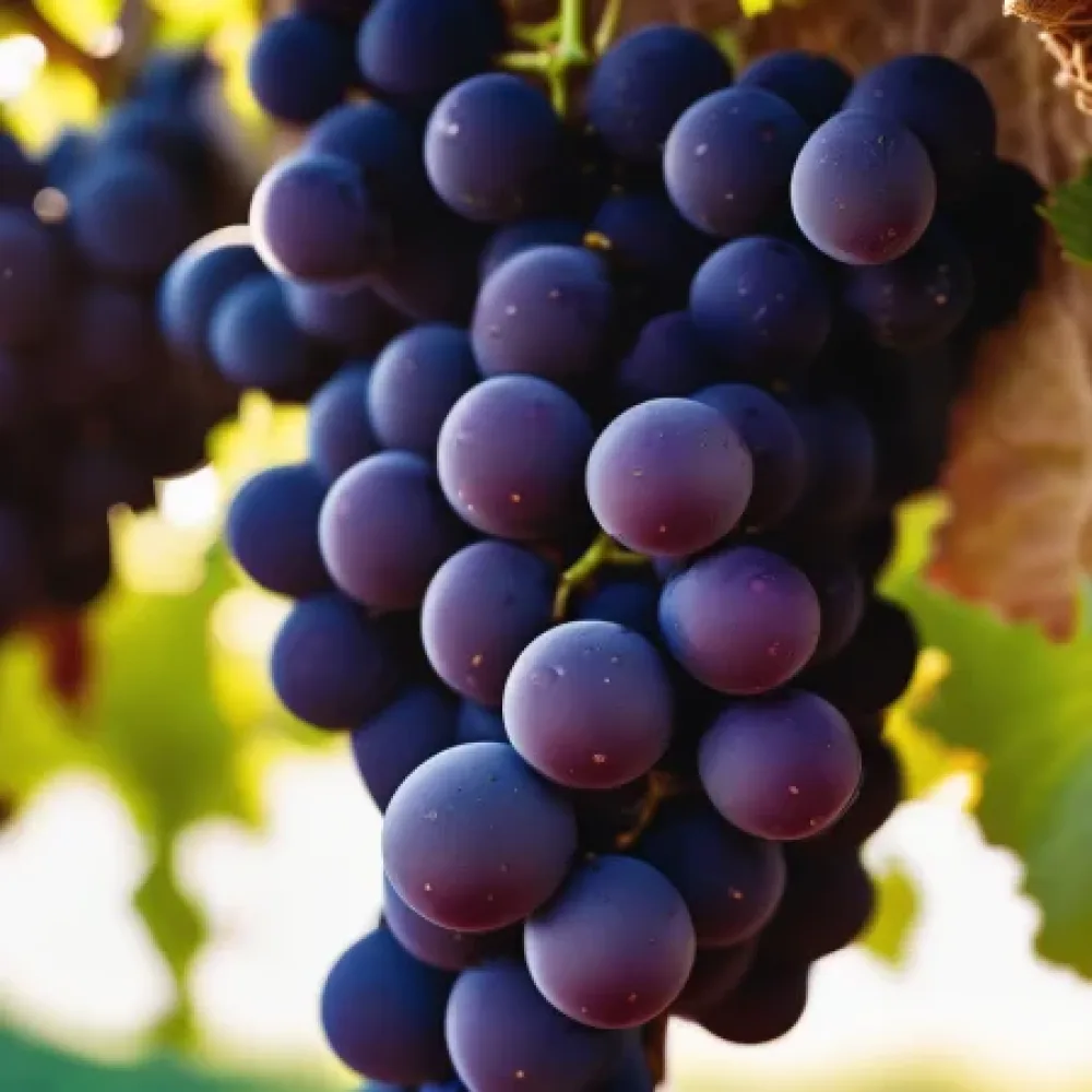 Loza sorte Pinot noir, crvena vinska - rano dozrijeva