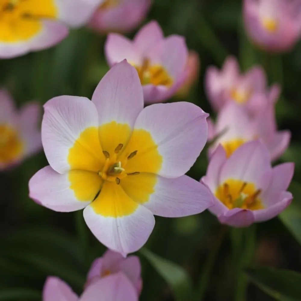 Tulipan Bakeri lilac wonder (jorgovanski)