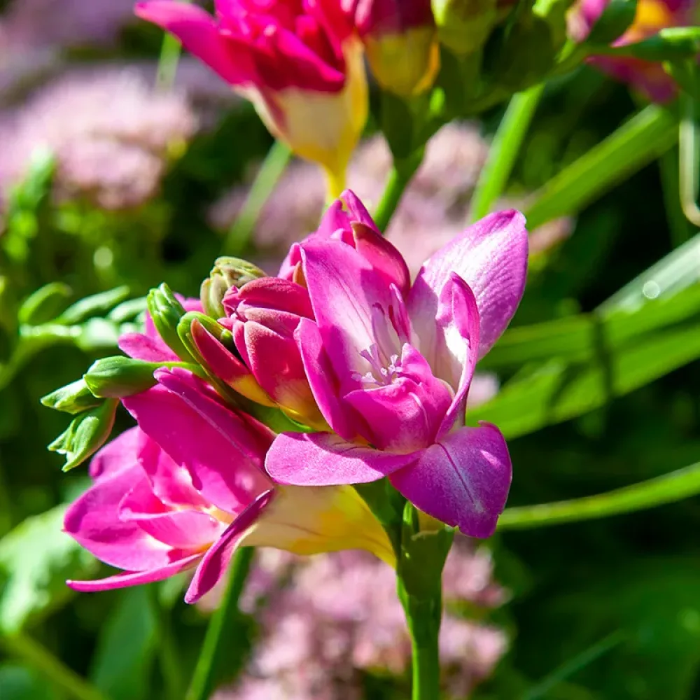 Frezija Double Pink (ružičasta)