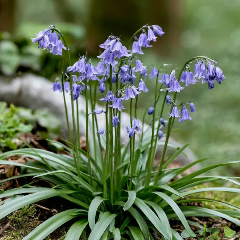 Ifejon Uniflorum Wisley Blue (plavi)