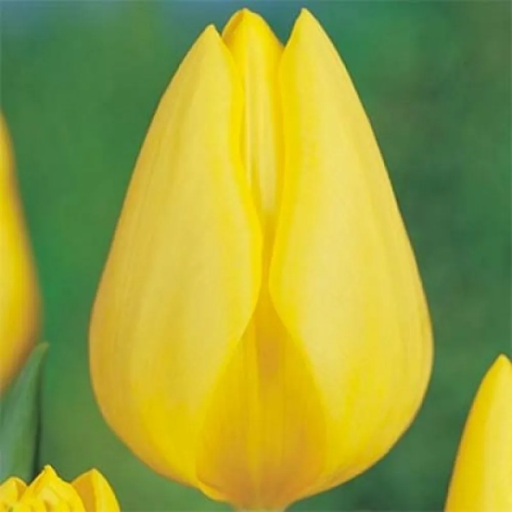 Tulipan Friendship 1998 (žuti)