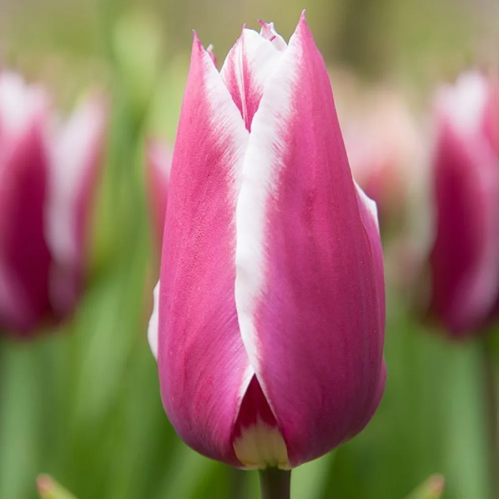 Tulipan Claudia (ljubičasti)