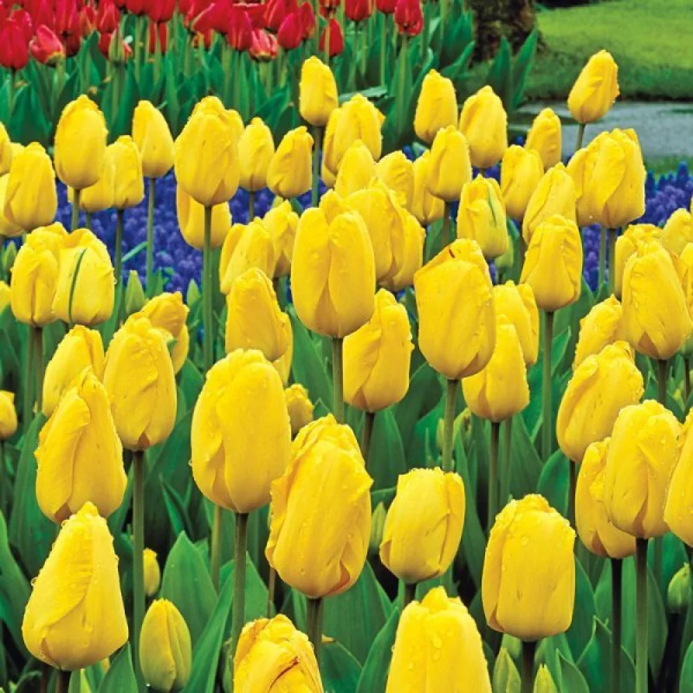 Tulipan Golden parade (zlatni)