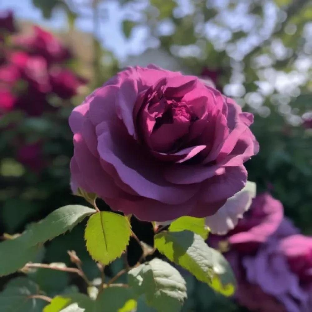 Ruža Magenta Temptation (magenta) - golog korijena