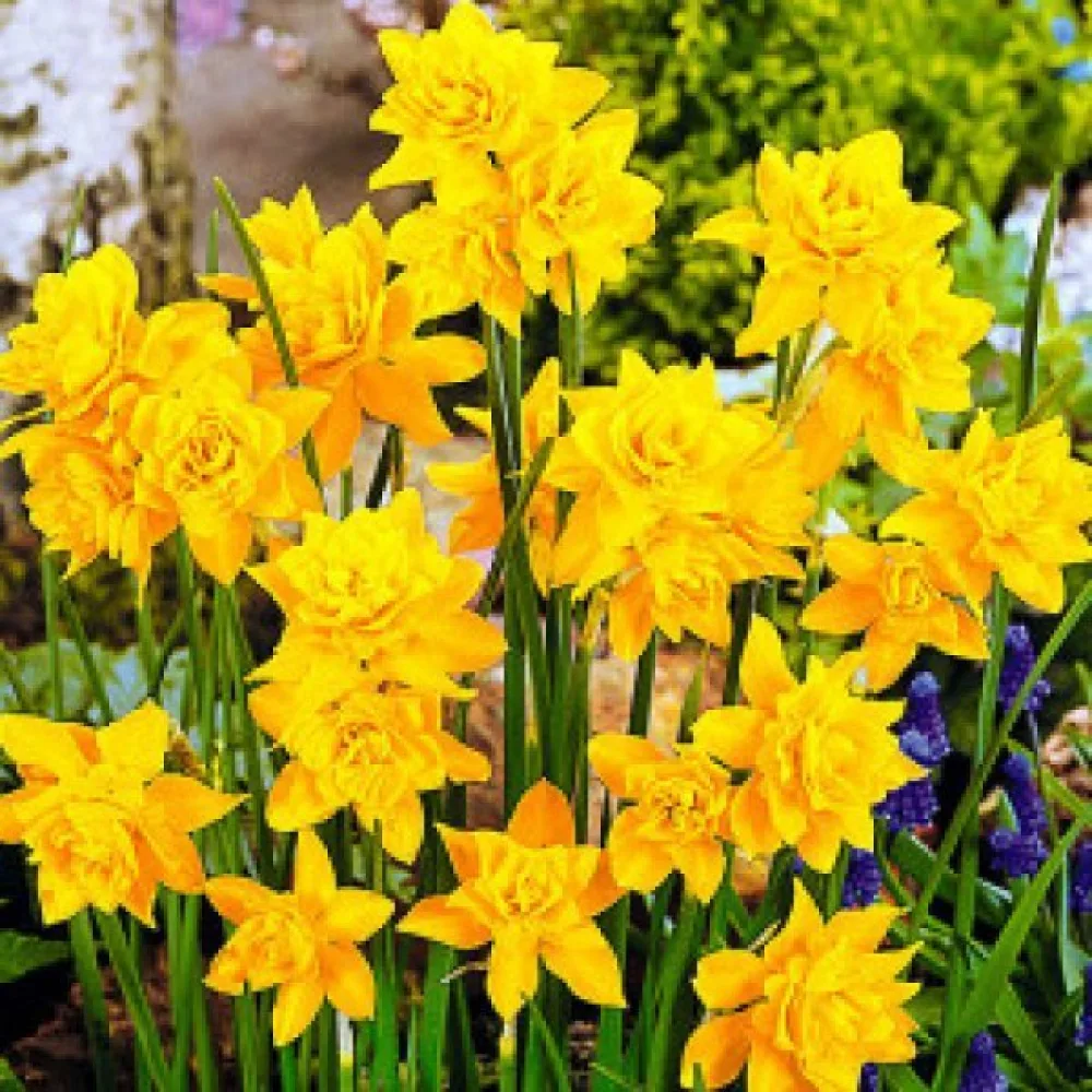 Narcis Campernellen double (puni)