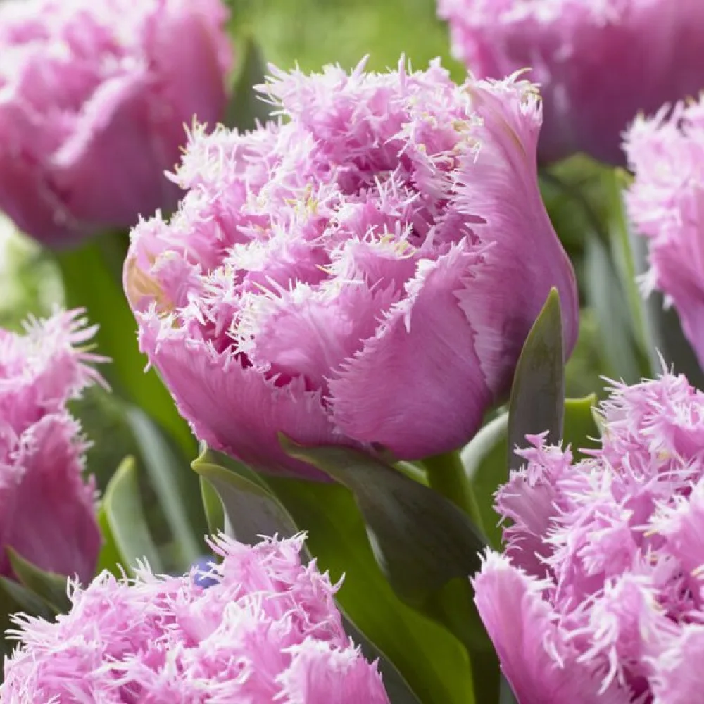 Tulipan Perth (ružičasti)