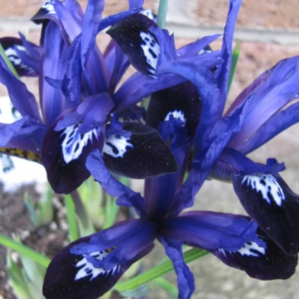 Iris Blue Note Reticulata (plavi)