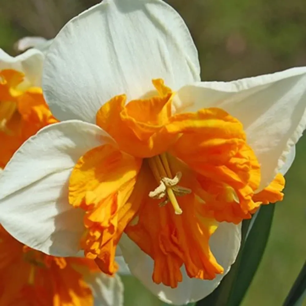 Narcis Orangery