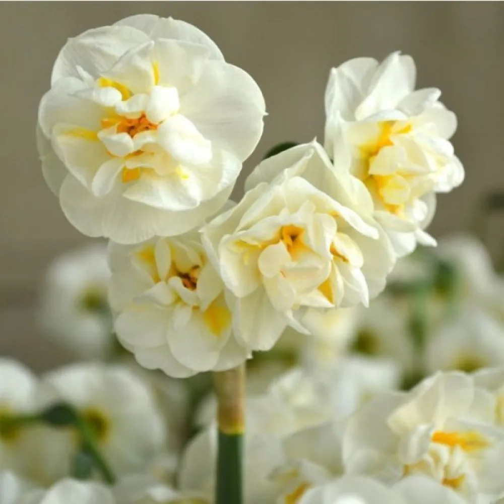 Narcis Bridal Crown