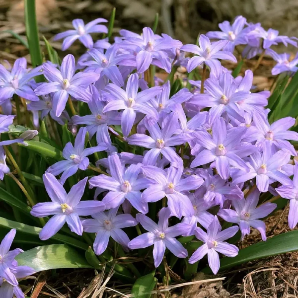 Hionodoksa Violet Beauty (ljubičasta)