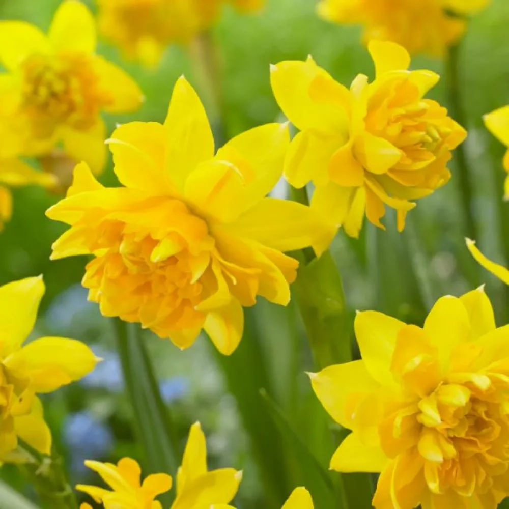 Narcis Tête Bouclé (kovrčavi)