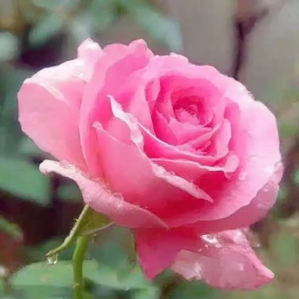 Ruža Pink Pearl (ružičasta)