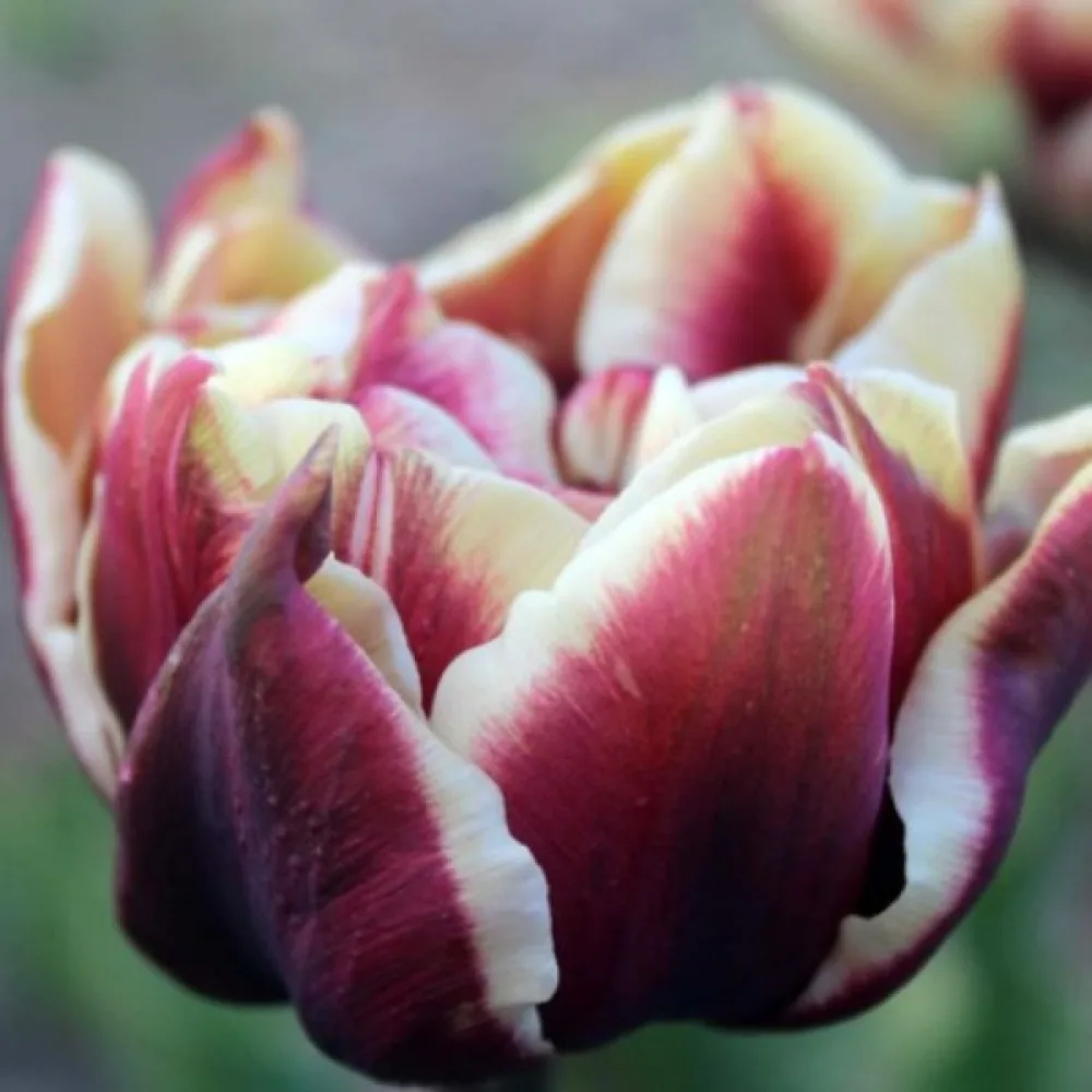 Tulipan Wyndham (boja vina)