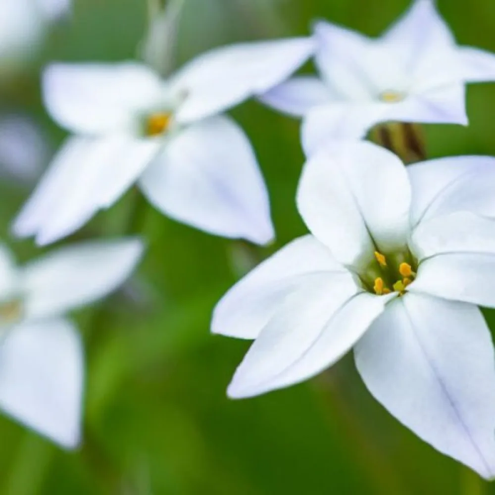 Ifeion White Star (bijeli)