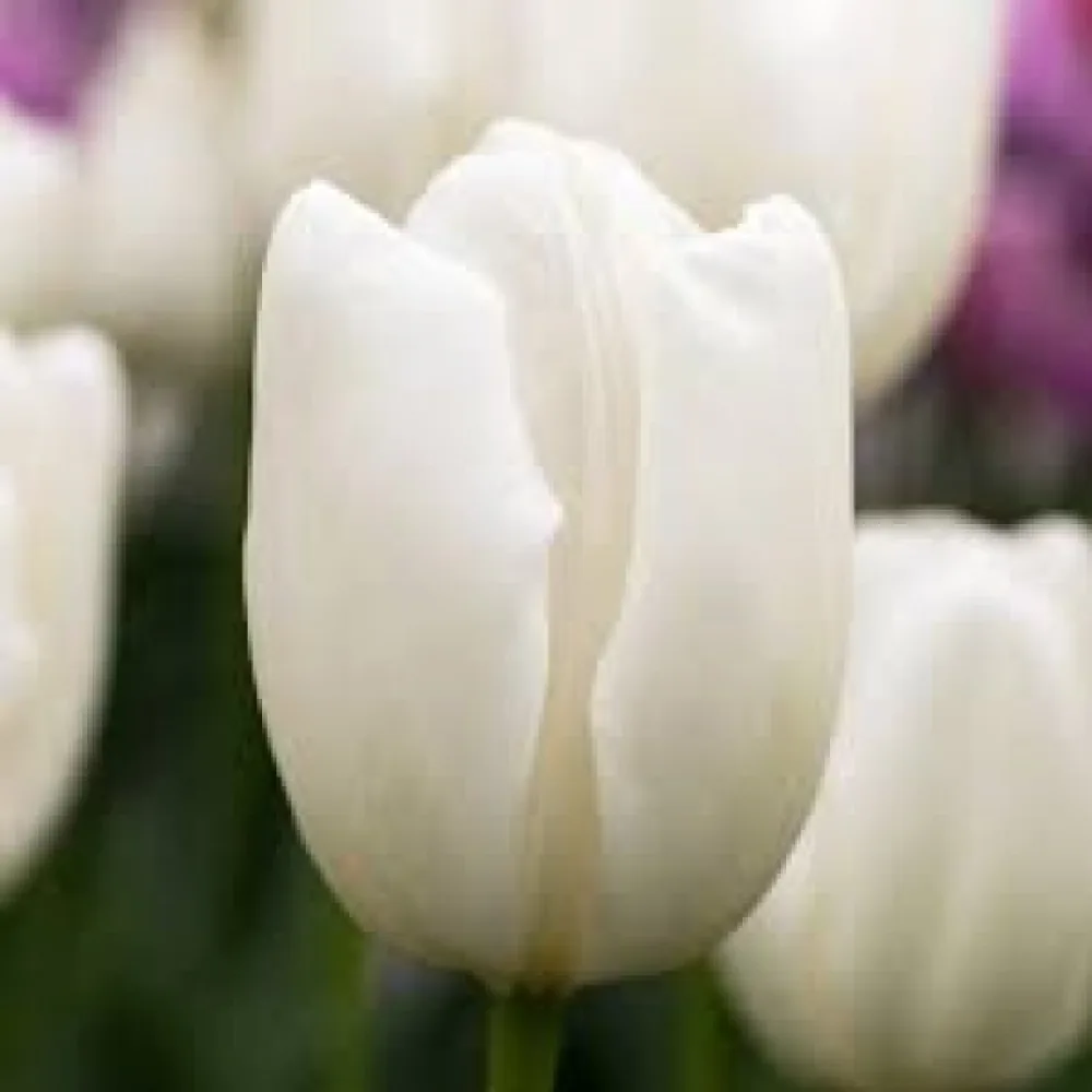 Tulipan Hakuun (bijeli)