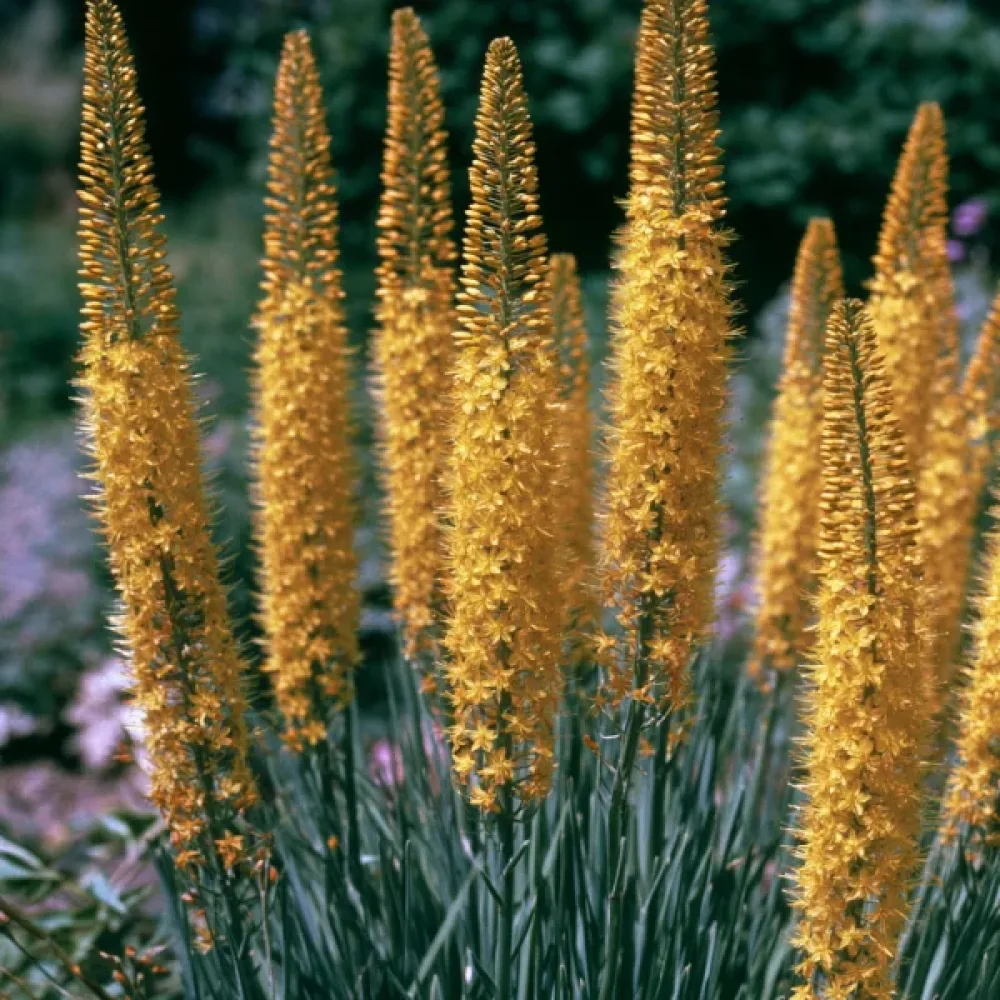 Eremurus Bungeii