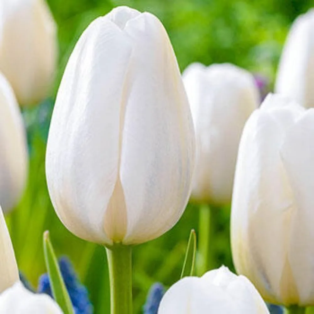 Tulipan Clearwater (crveni)