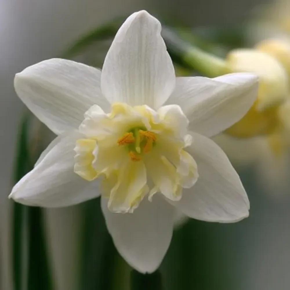 Narcis Silver Chimes