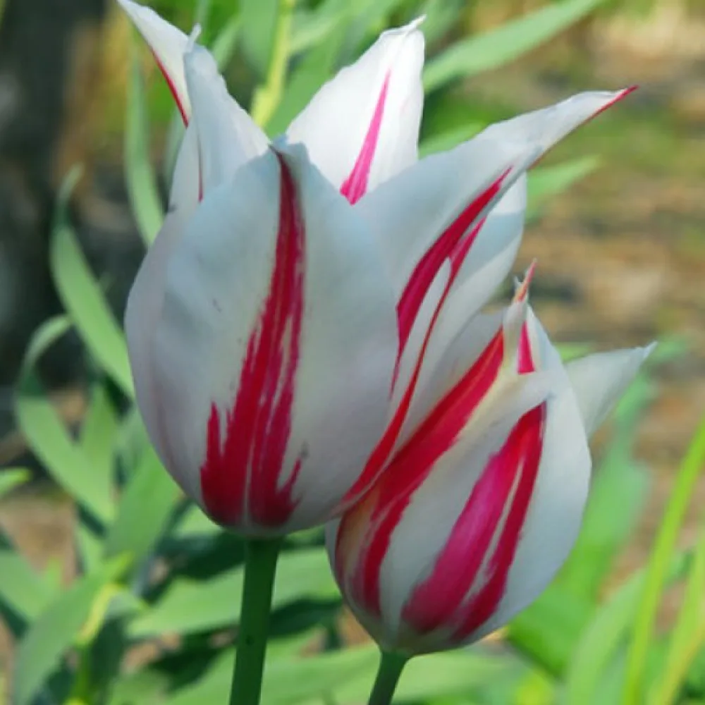 Tulipan Marilyn (crveni)