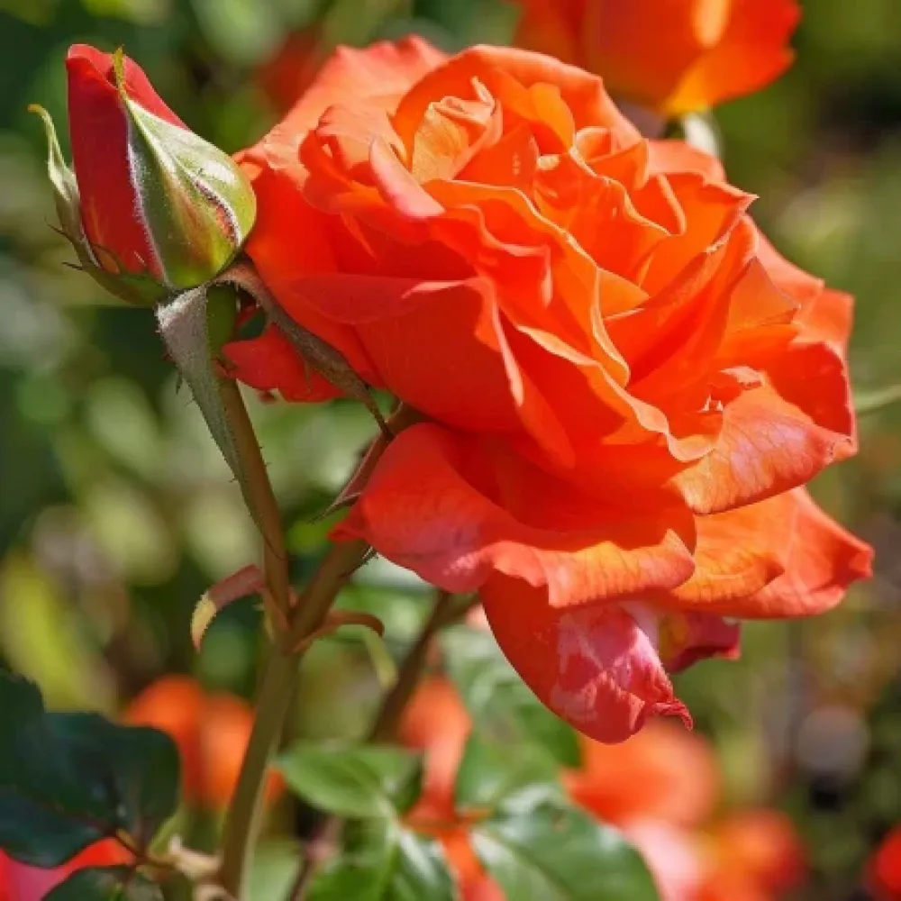 Ruža Večernja čežnja - golog korijena