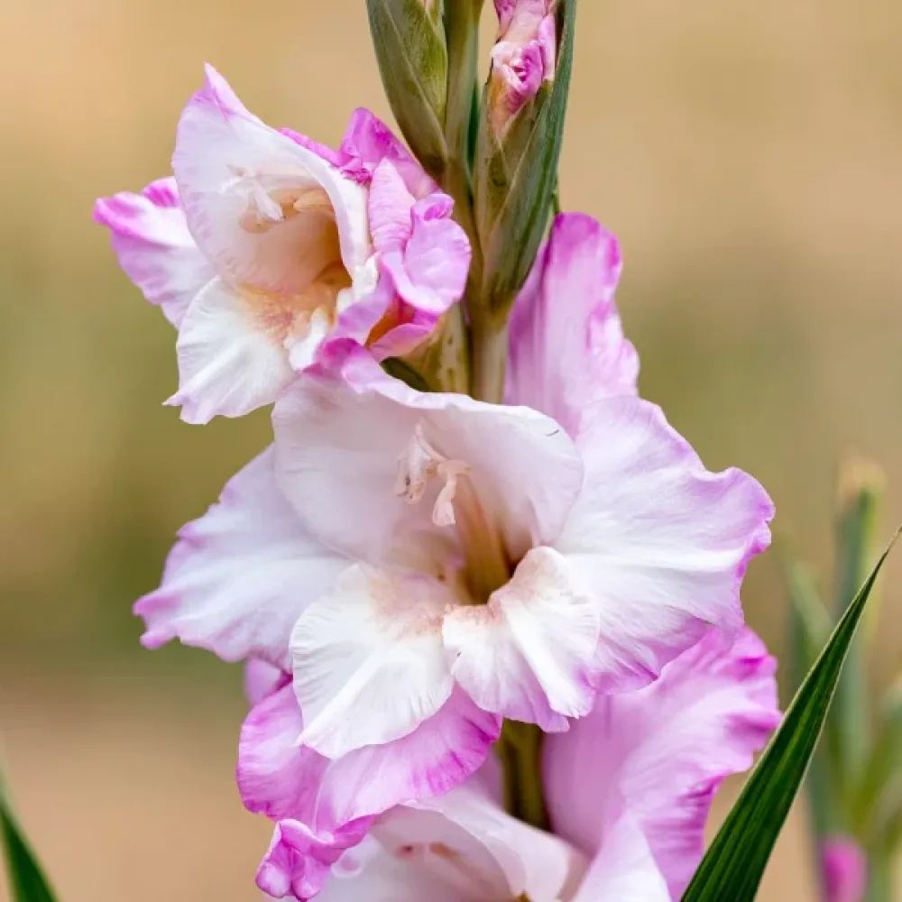 Gladiola Carine Nanus (krem)