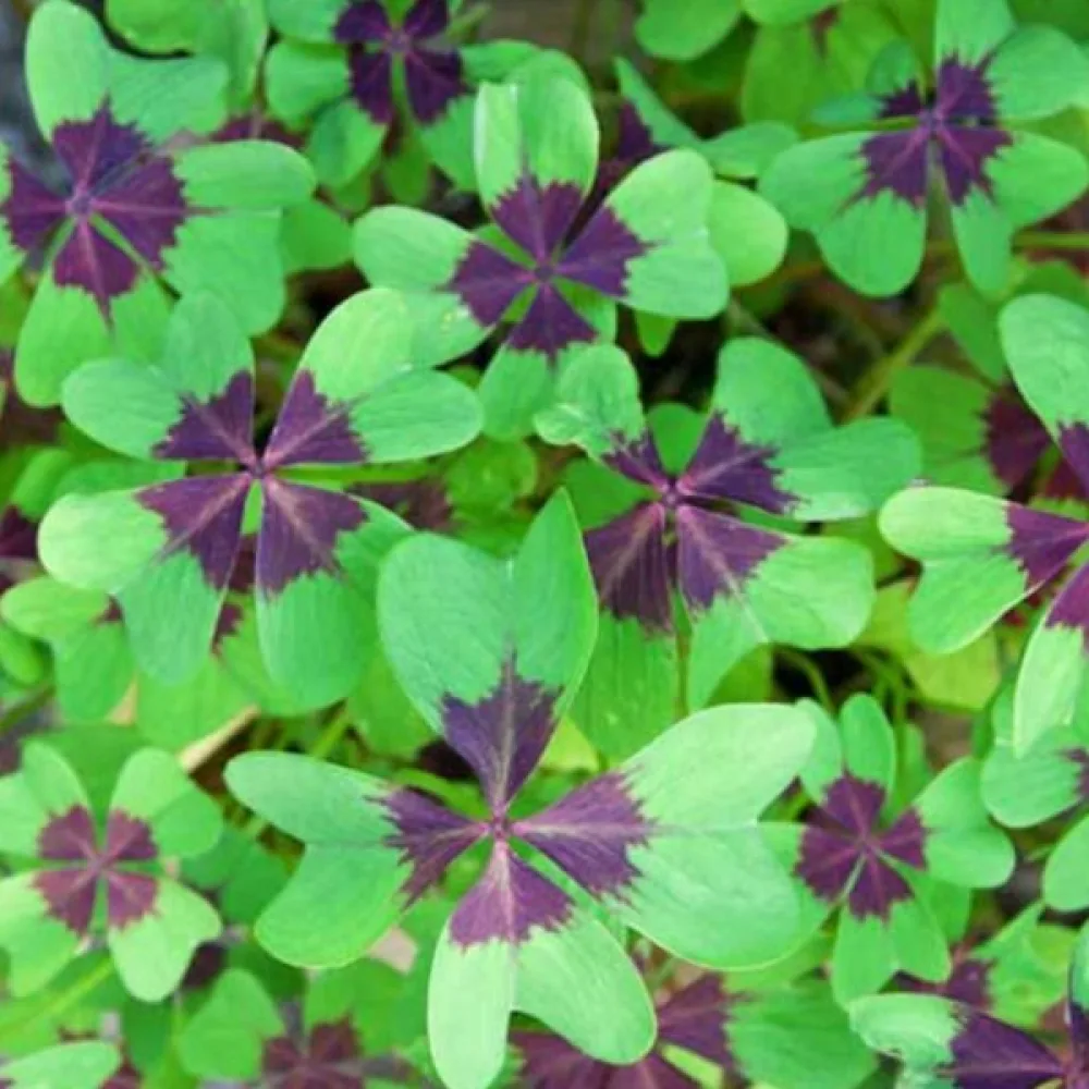 Oksalis iron cross (ljubičasti)