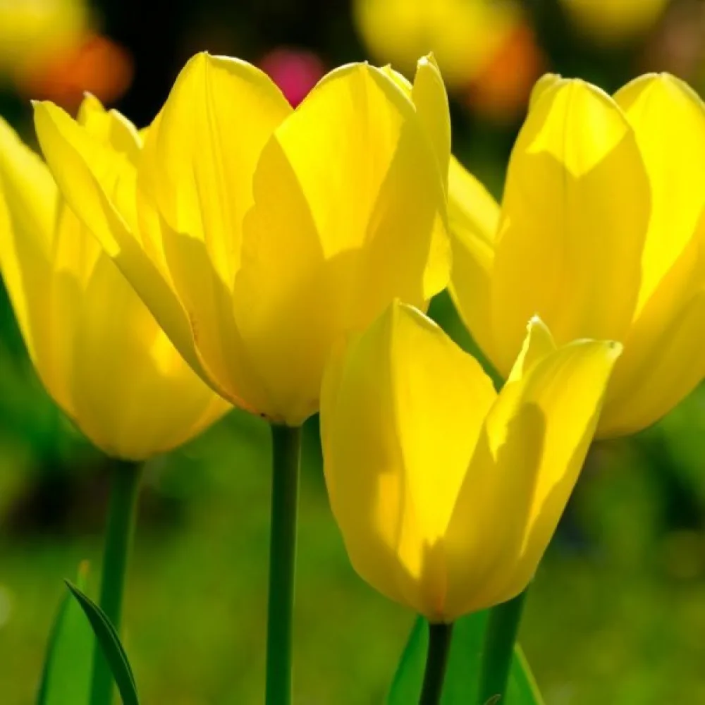 Tulipan Candela (žuti)