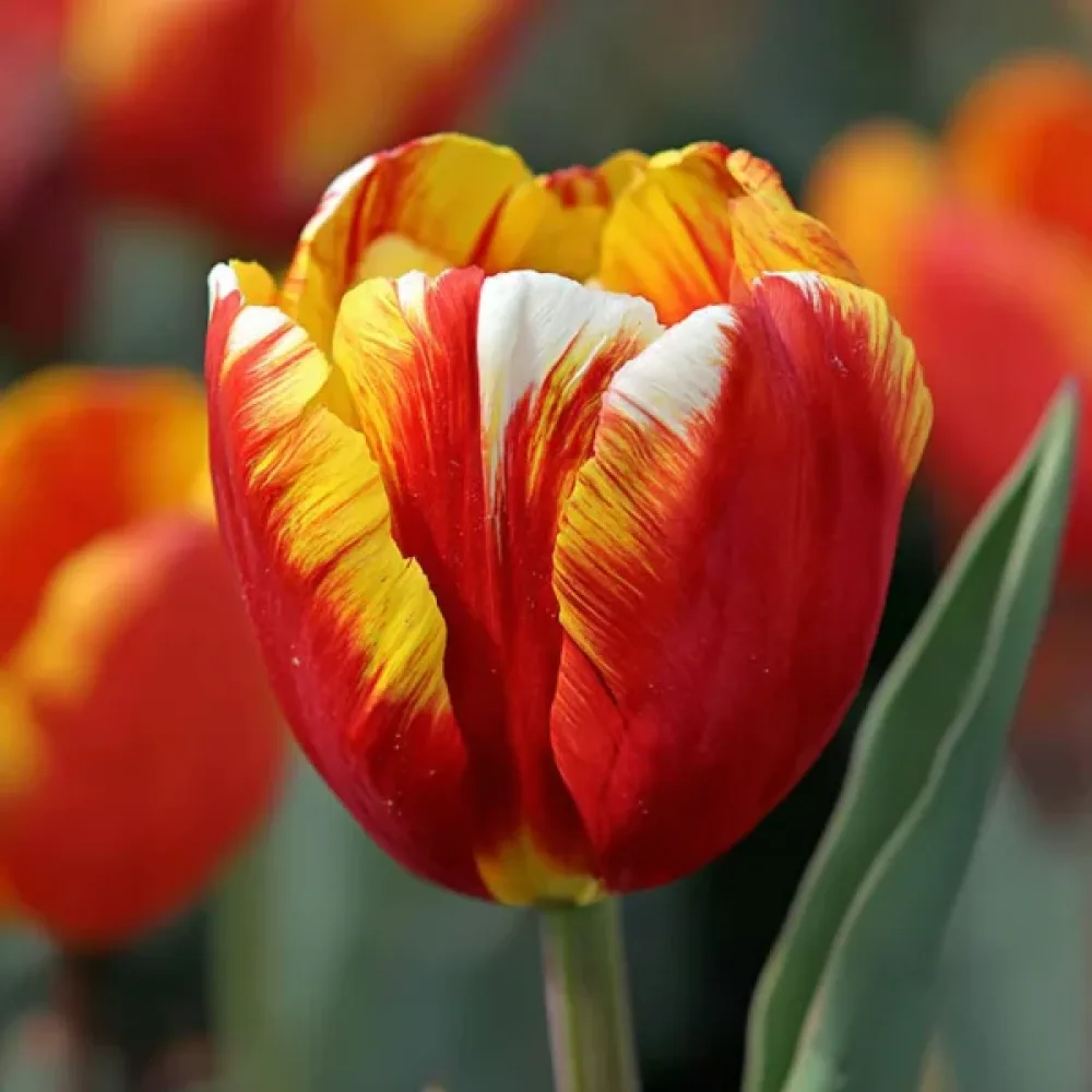 Tulipan Dow Jones (žuti)
