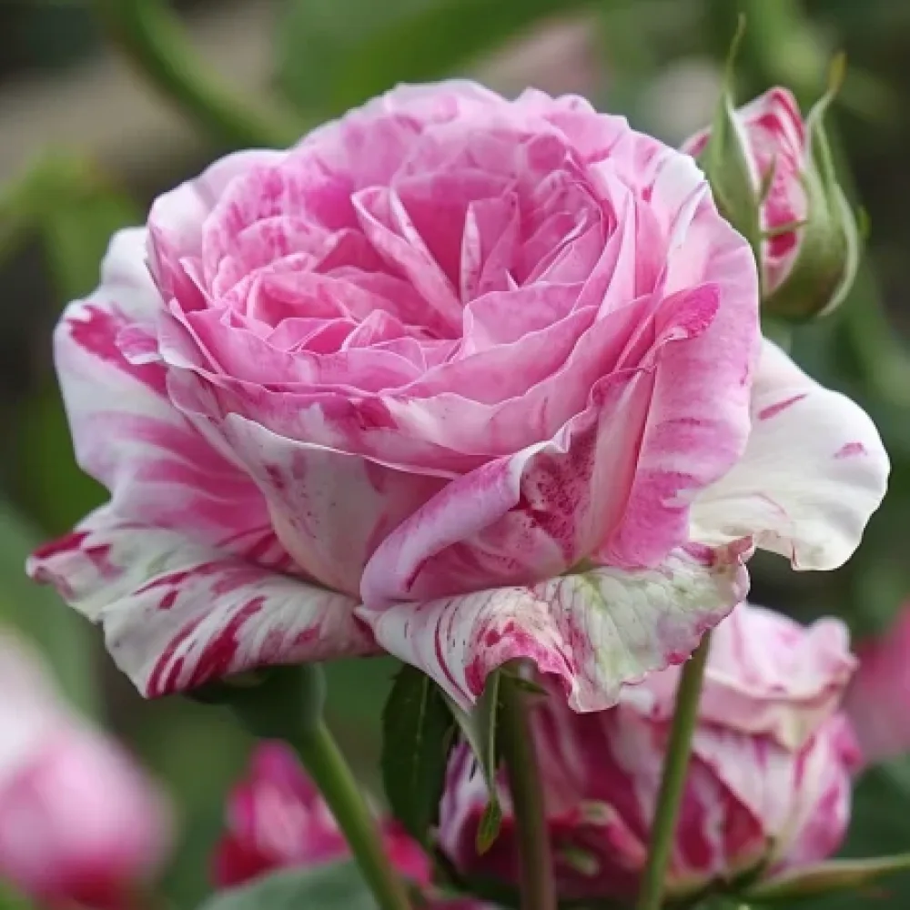 Ruža Floral Whirl - golog korijena