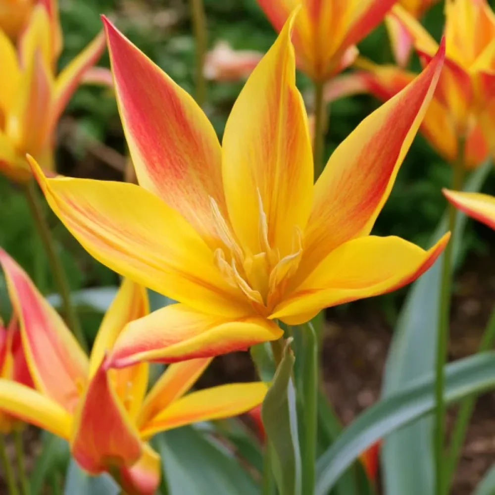 Tulipan Kolpakowskiana (žuti)