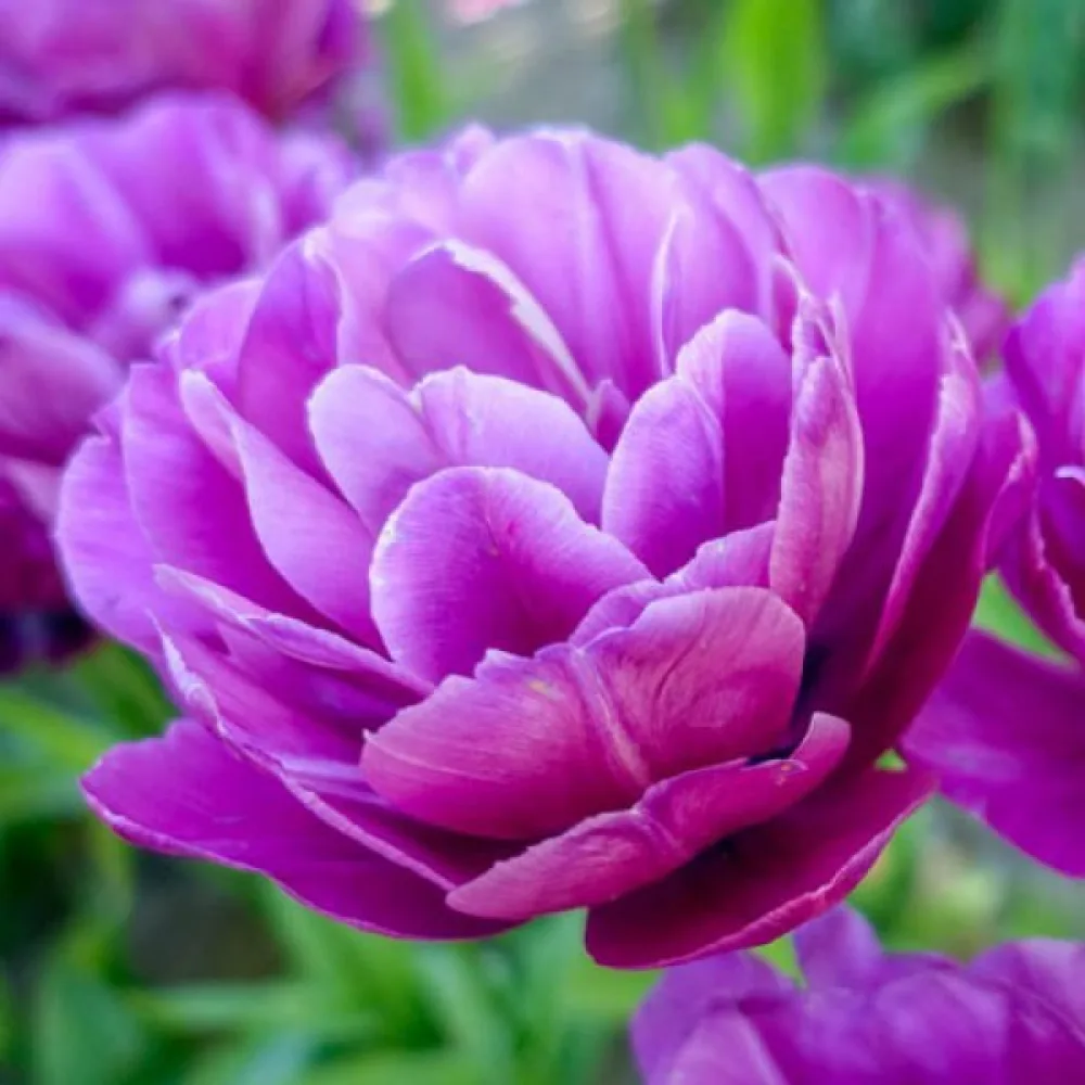 Tulipan Blue spectacle (ljubičasti)