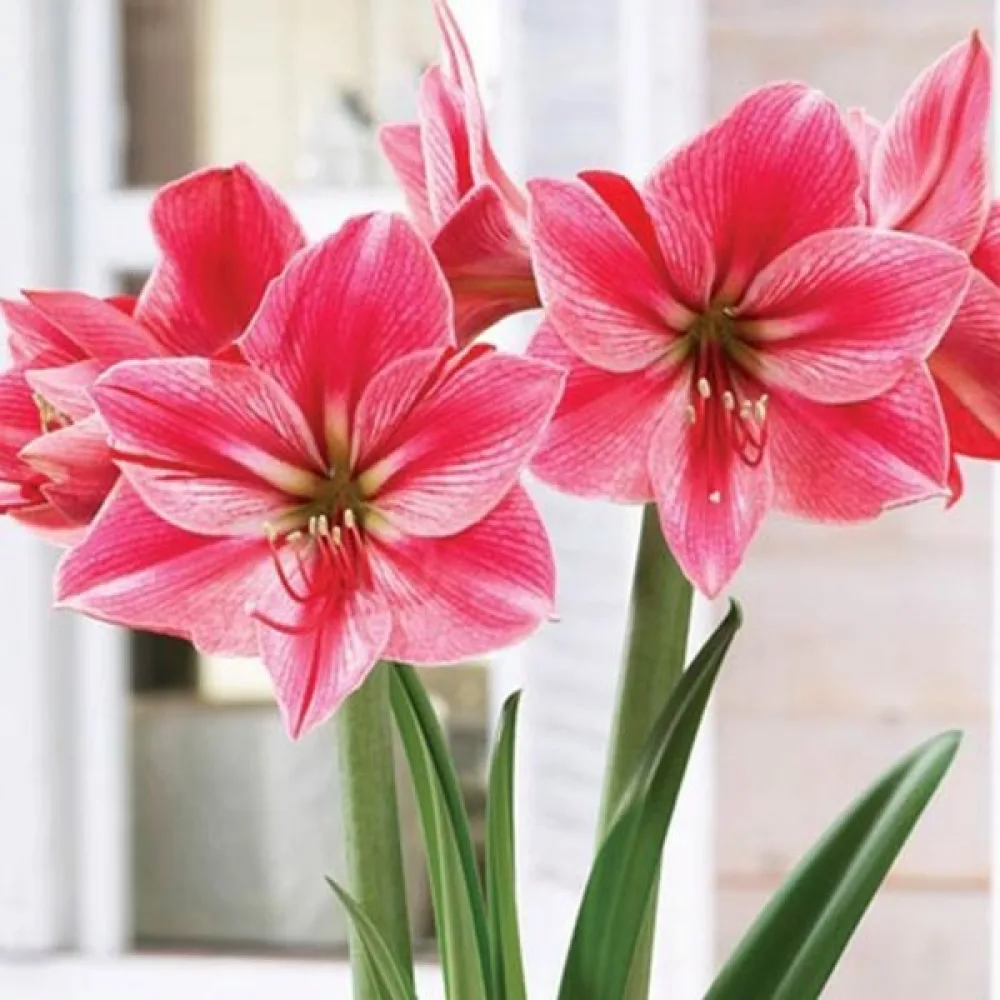 Amarilis Gervase (vatreni)