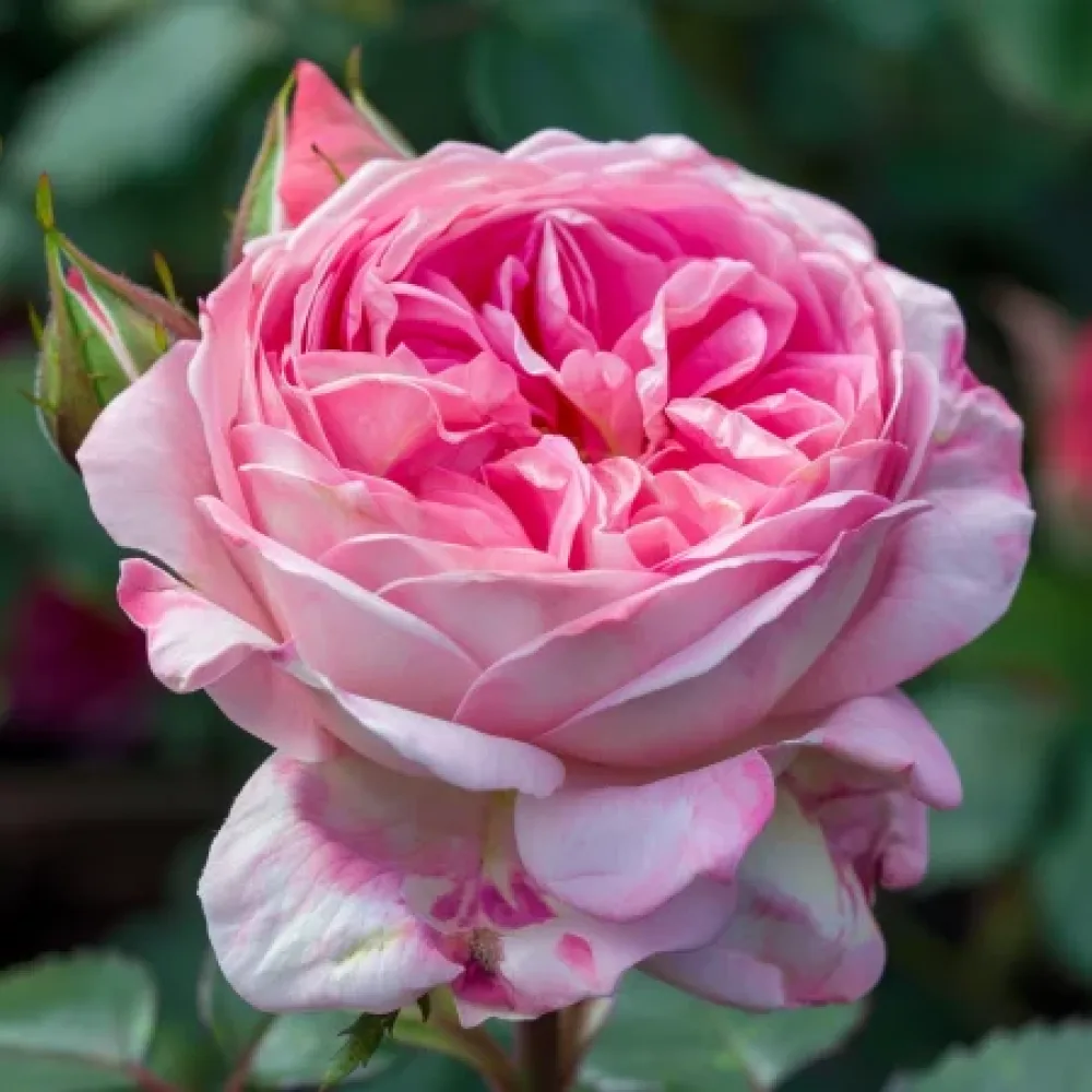 Ruža Pink Sentinel (ružičasta) - golog korijena