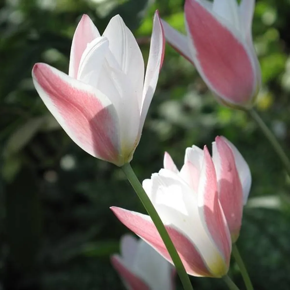 Tulipan Lady Jane (kremasti)