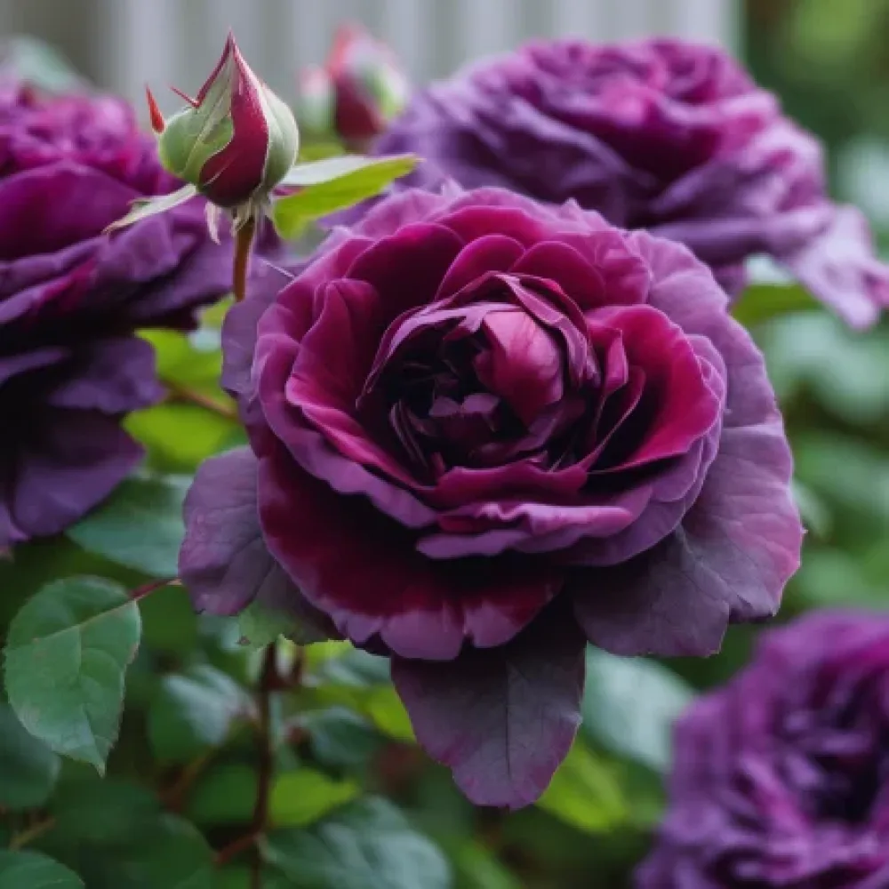 Ruža Magenta Temptation (magenta) - golog korijena