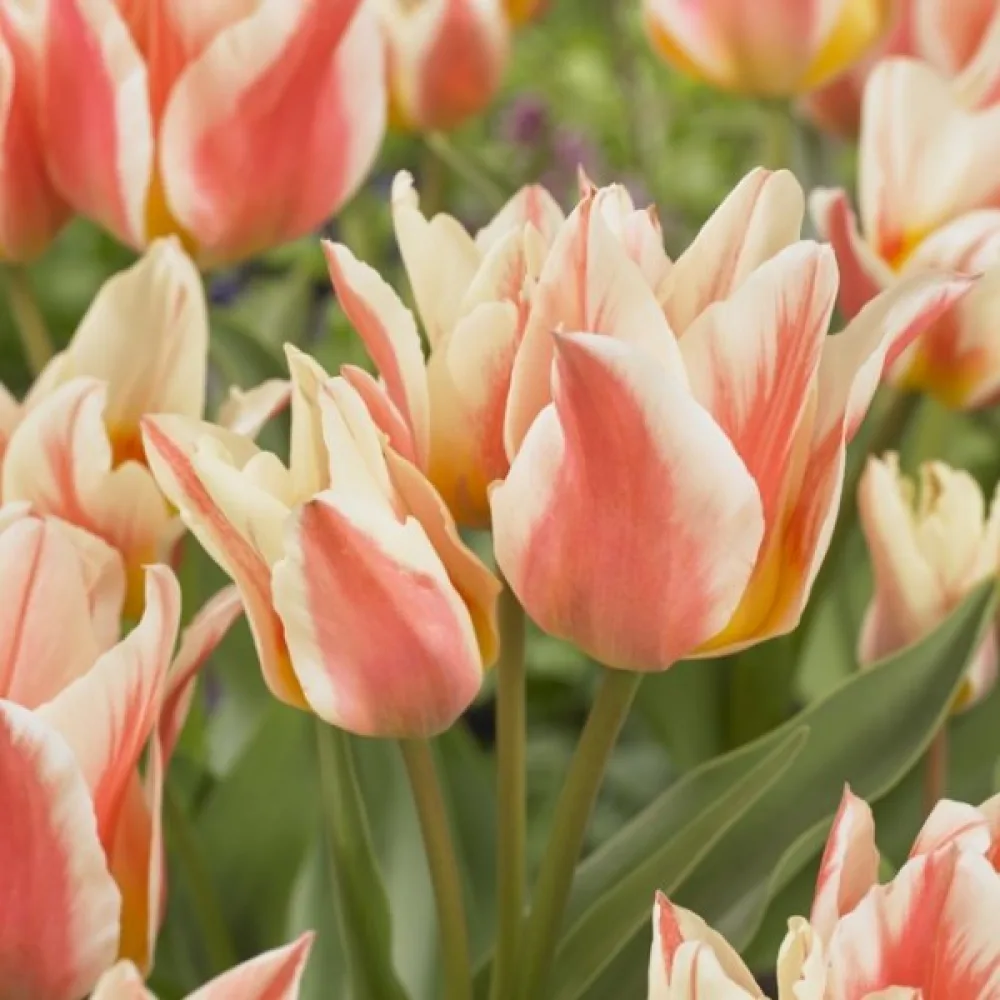 Tulipan Quebec (bijeli)