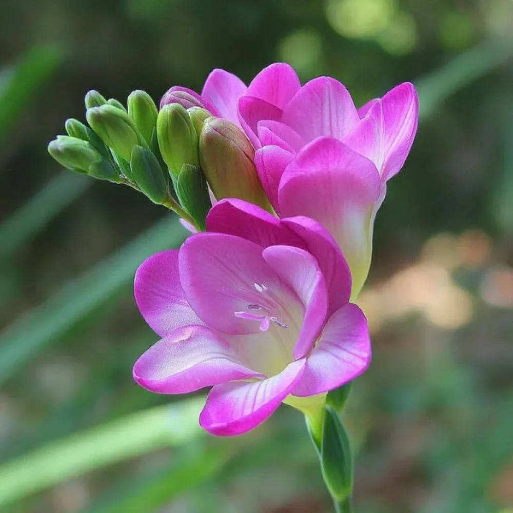 Frezija Pink Single (ružičasta)