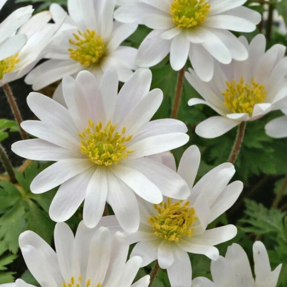 Anemona White Splendor Blanda (bijela)
