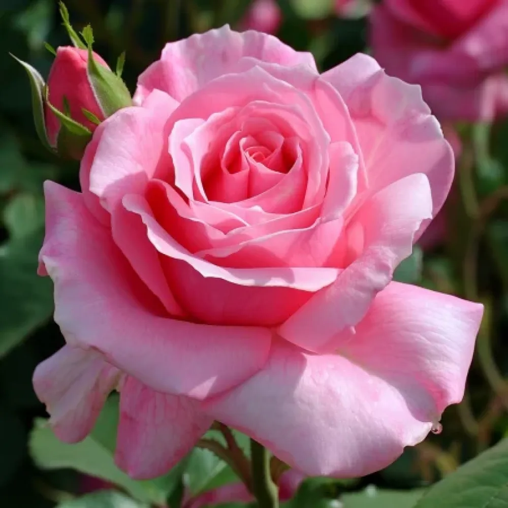 Ruža Vječna princeza - golog korijena
