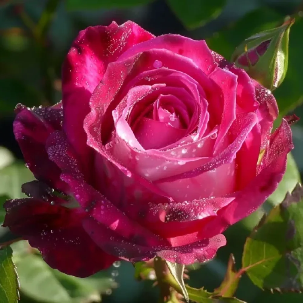 Ruža Dancing Petal - golog korijena