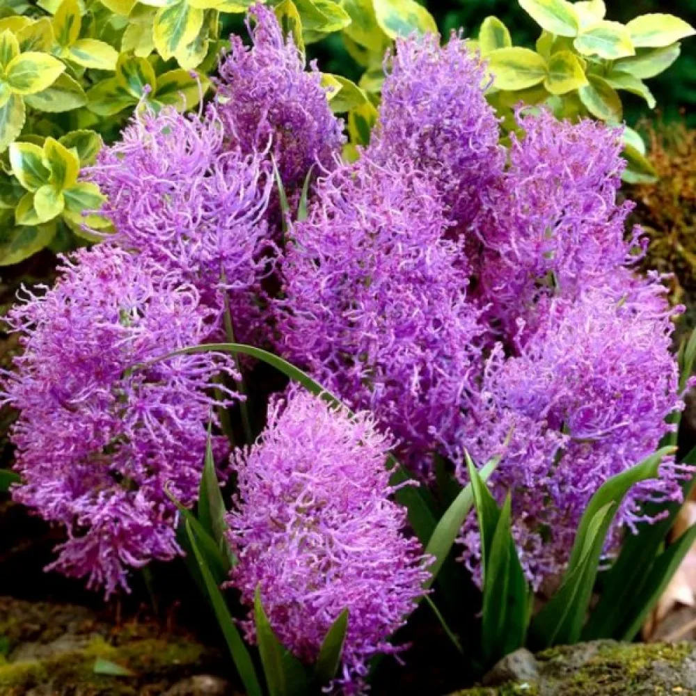 Muskari Comosum Plumosum (ljubičasti)