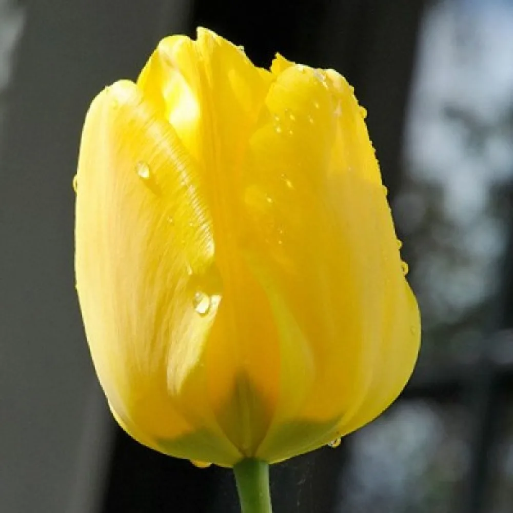 Tulipan Jan van Nes (žuti)
