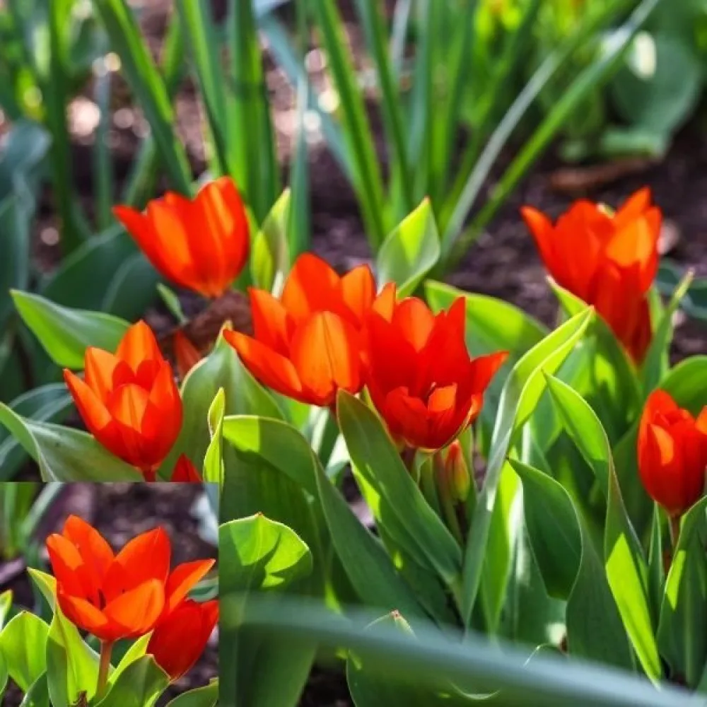 Tulipan Praestans Zwanenburg (narančasti)
