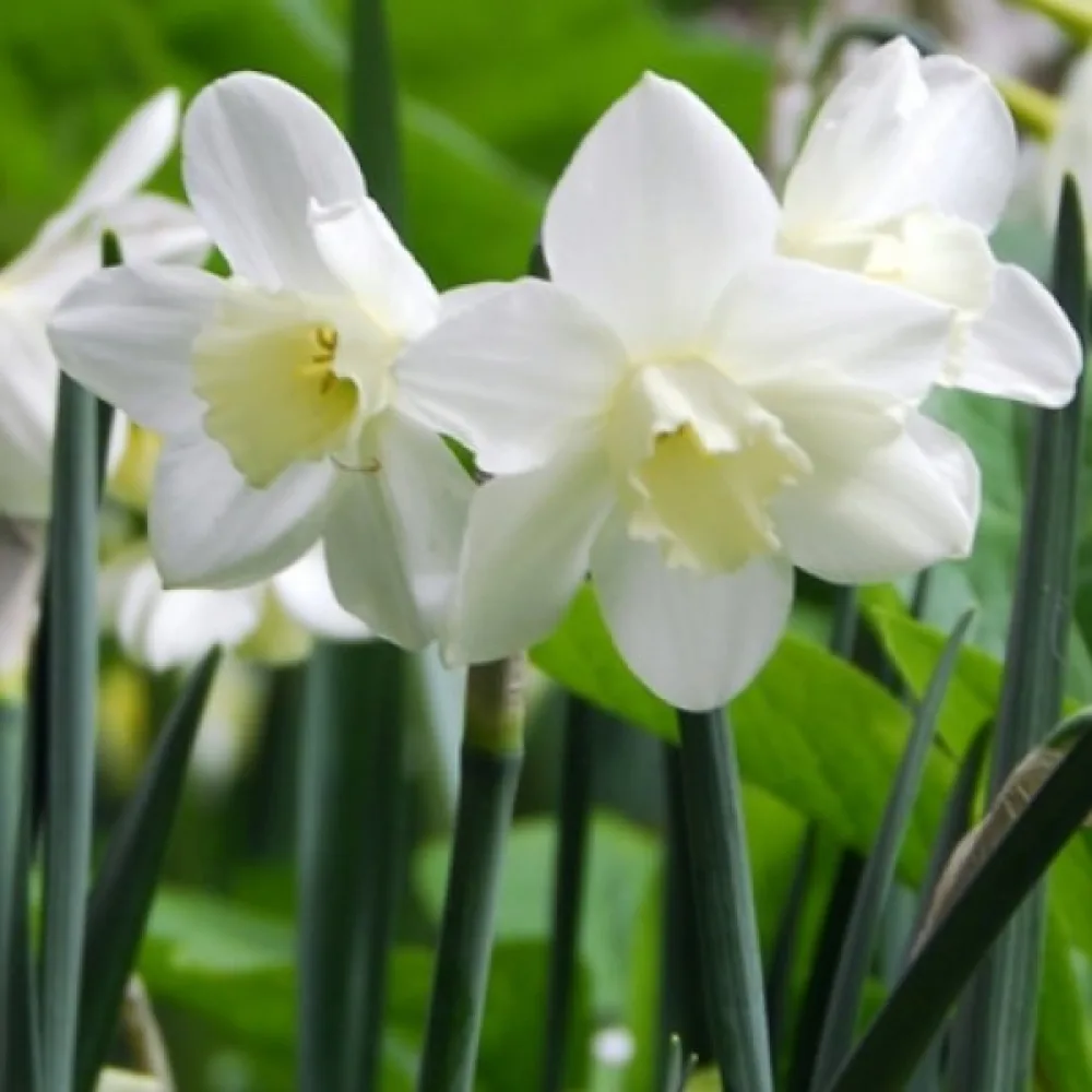 Narcis Pueblo (krem)